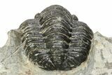Detailed Cornuproetus Trilobite Fossil - Morocco #245263-3